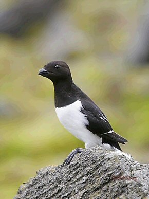 Photo d’un oiseau