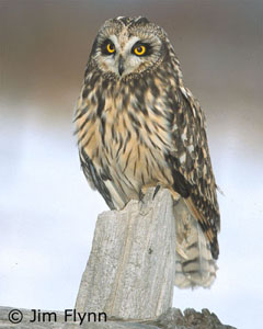 Profil D Espece Hibou Des Marais Registre Public Des Especes En Peril