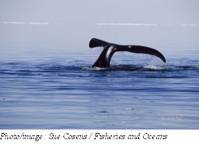 Baleine boréale Photo 1