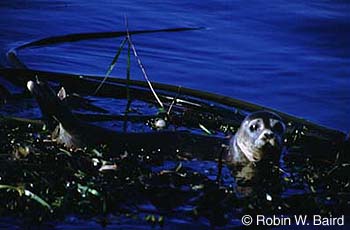 Phoque commun de la sous-espèce des lacs des Loups Marins Photo 1