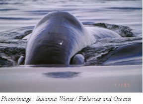 Baleine boréale Photo 2