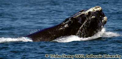Baleine noire du Pacifique Nord Photo 1